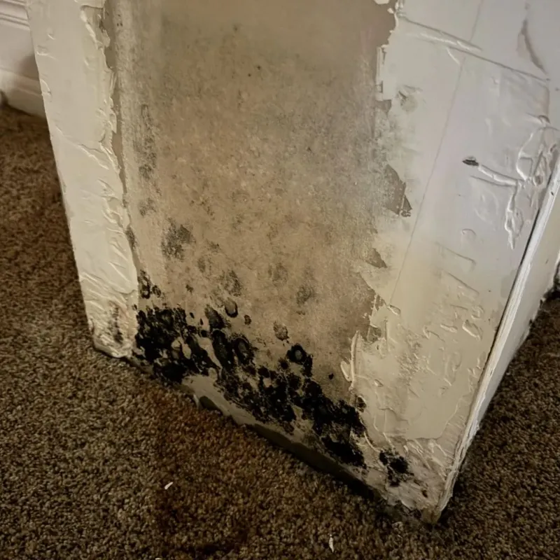 Professional Mold Removal in Delaware, OH